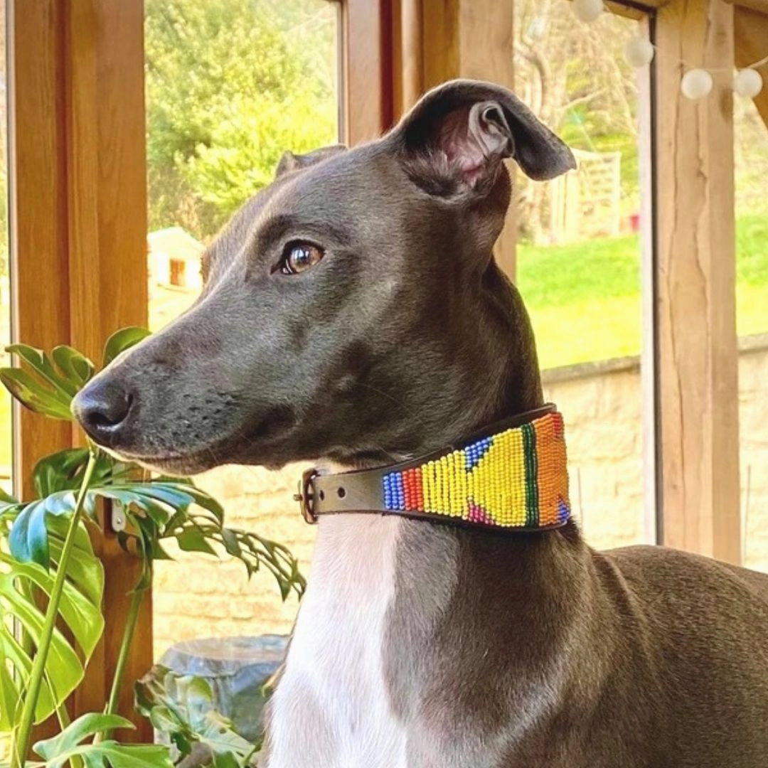 14" Luxury Beaded Leather Lurcher Dog Collar