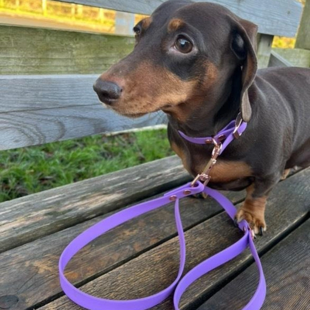 Amethyst Purple Biothane Vegan Dog Collar