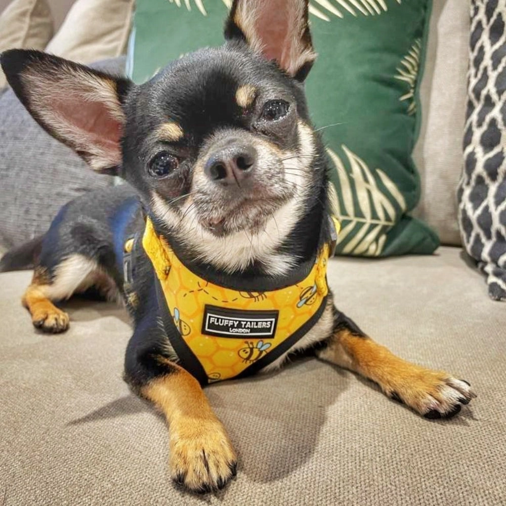 Bee Kind Dog Harness