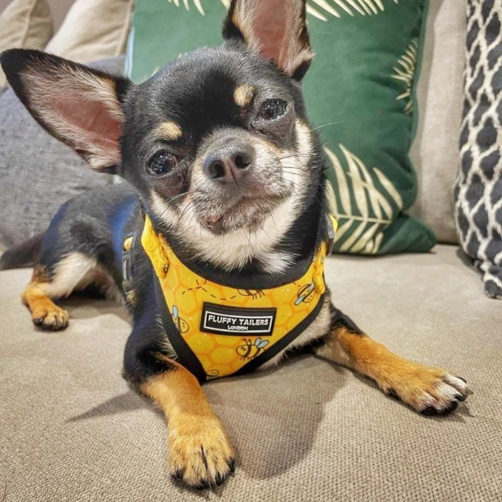 Bee Kind Dog Harness