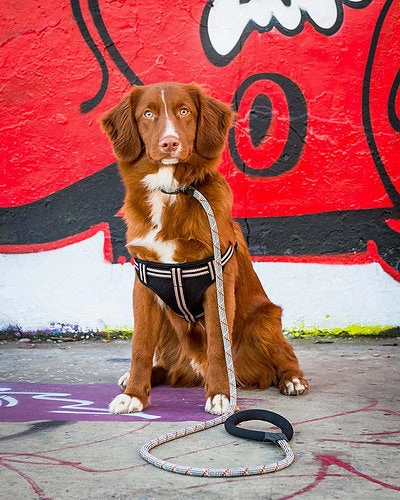 Black Padded Reflective Dog Harness