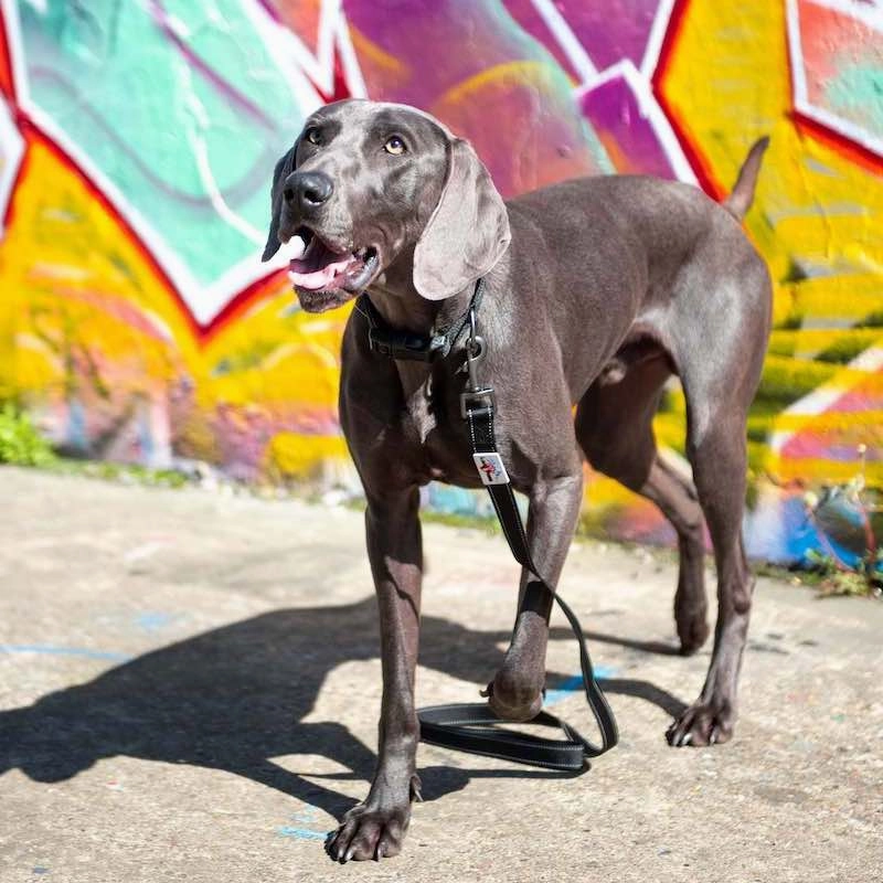 Black Reflective Dog Collar