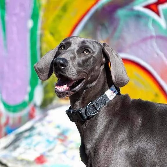Black Reflective Dog Collar