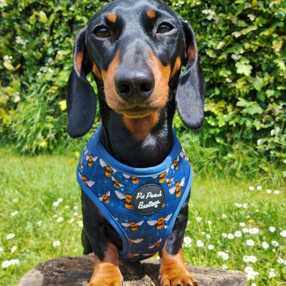 Blue Buzzy Bumble Bee Dog Harness