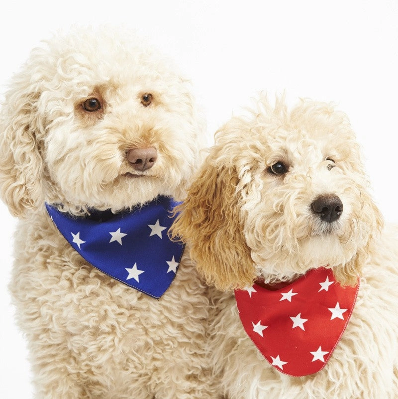 Blue Star Dog Bandana