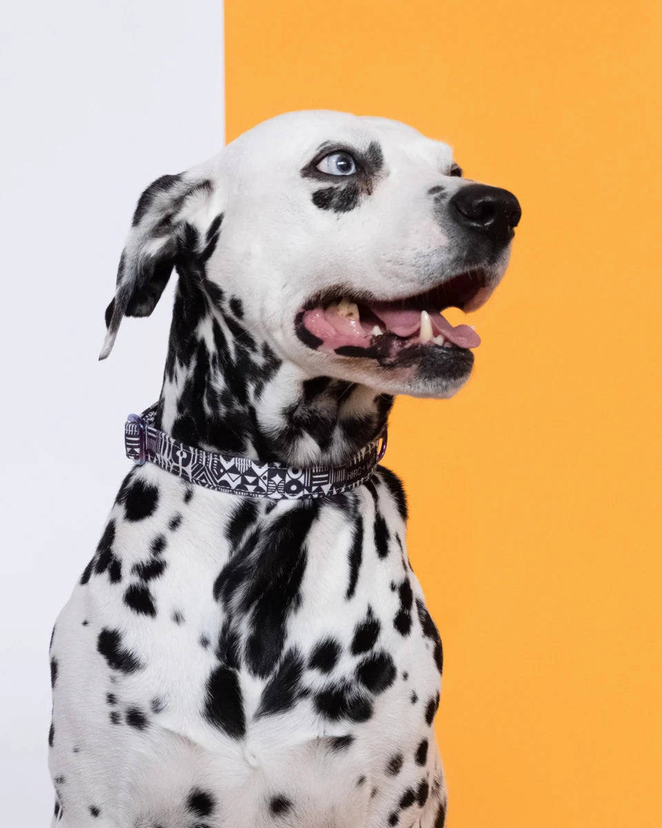 Bow Wow Haus Adjustable Dog Collar by Hiro & Wolf
