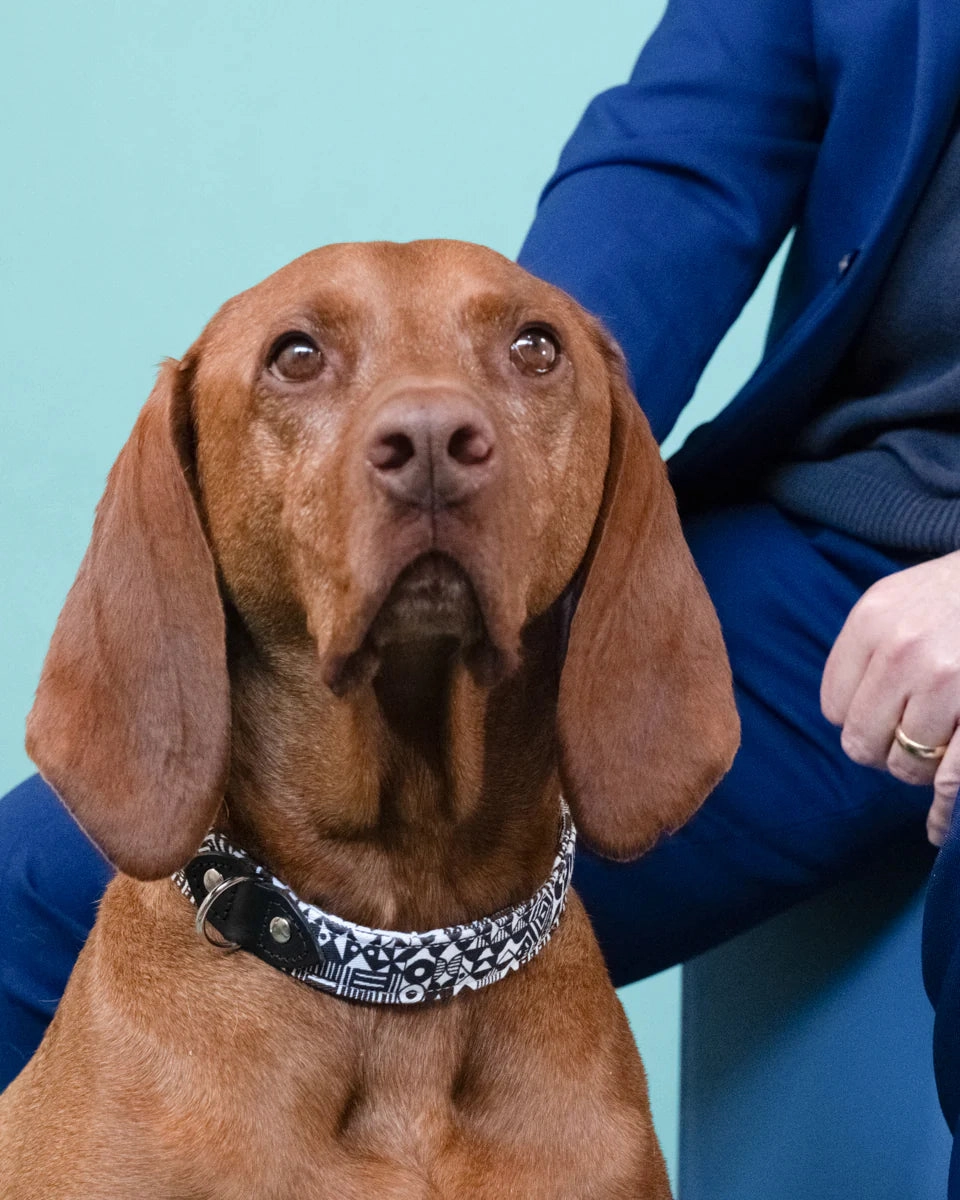 Bow Wow Haus Dog Collar by Hiro & Wolf