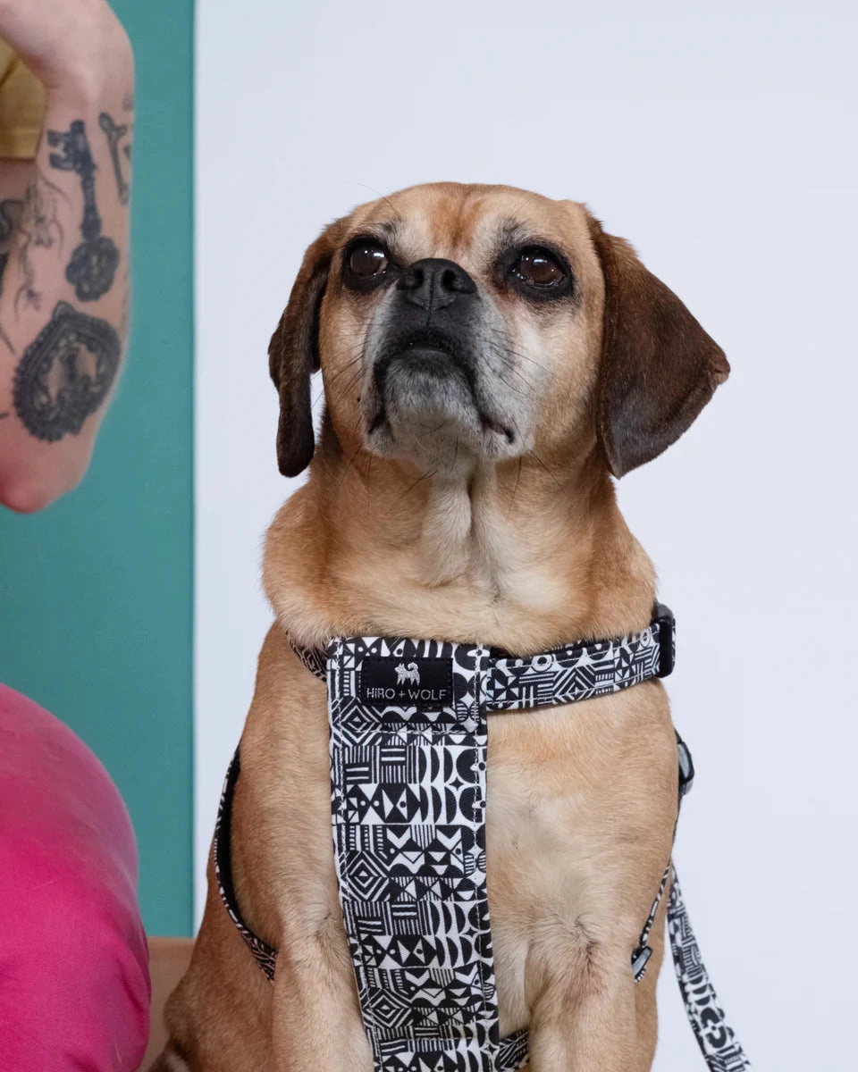 Bow Wow Haus Dog Harness by Hiro and Wolf
