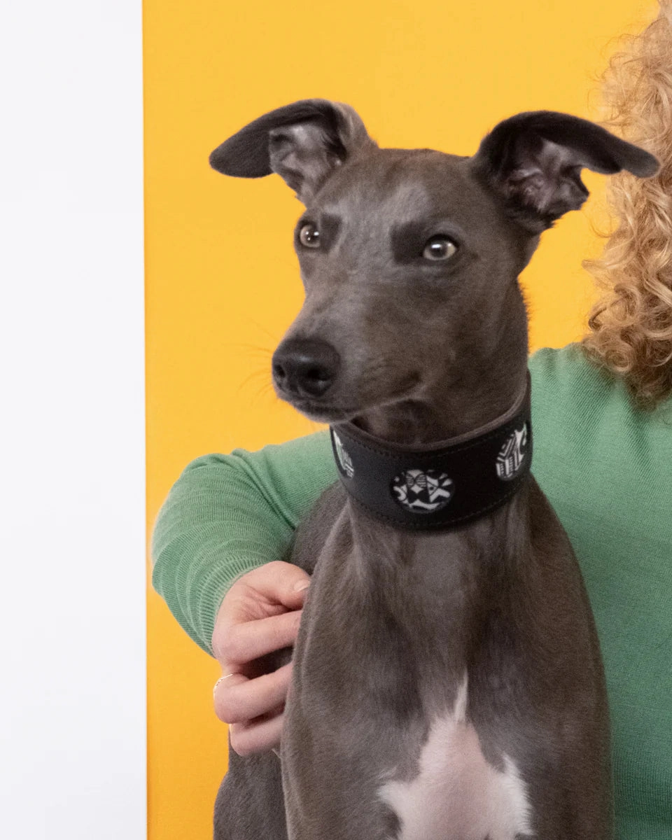 Bow Wow Haus Hound Collar by Hiro And Wolf