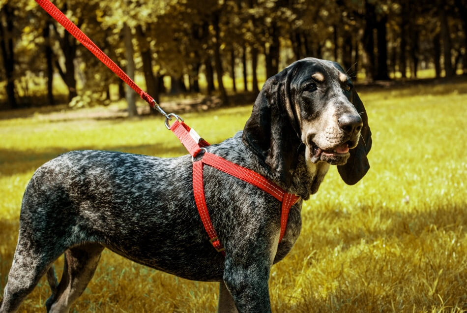 Bowl and Bone Active Blue Dog Harness