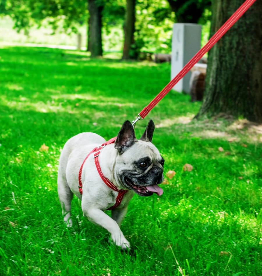 Bowl and Bone Active Blue Dog Harness