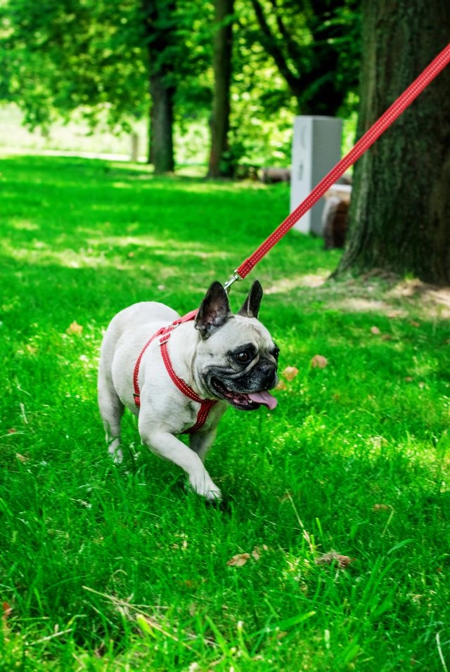 Bowl and Bone Active Red Dog Harness