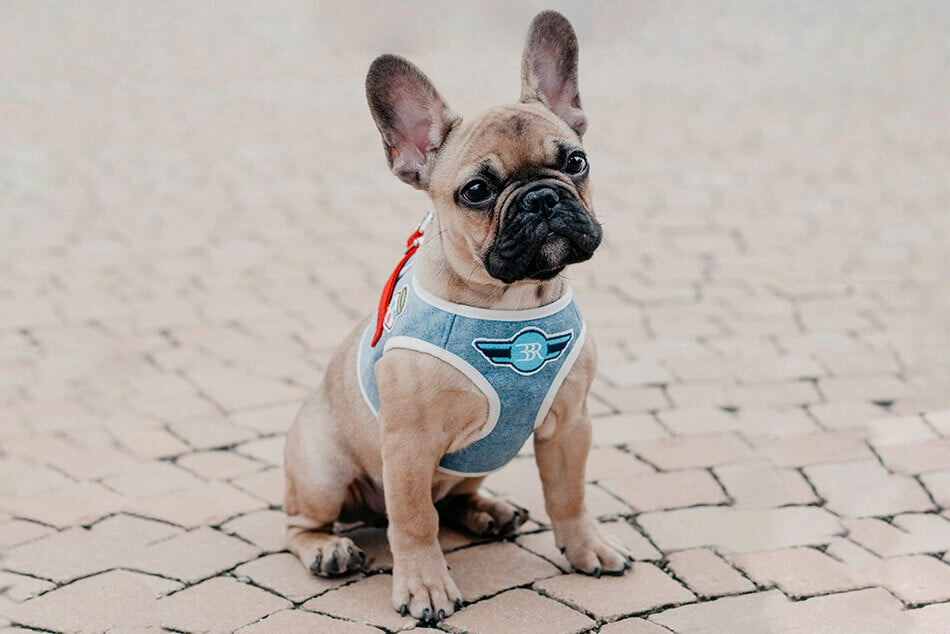 Bowl and Bone Blue Denim Dog Harness