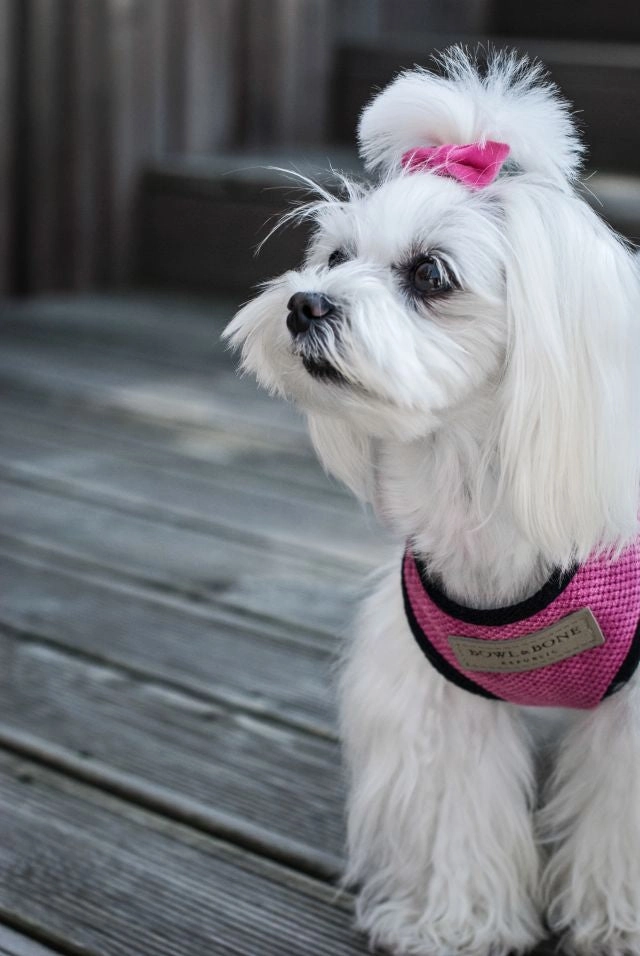 Bowl and Bone Candy Pink Dog Harness And Lead Set
