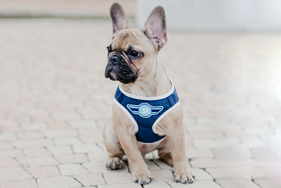 Bowl and Bone Navy Denim Dog Harness