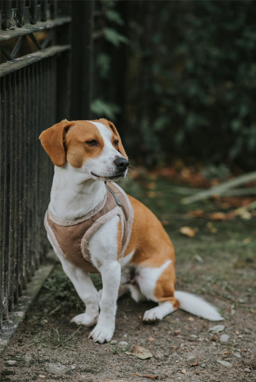 Bowl and Bone Yeti Brown Dog Harness And Lead Set