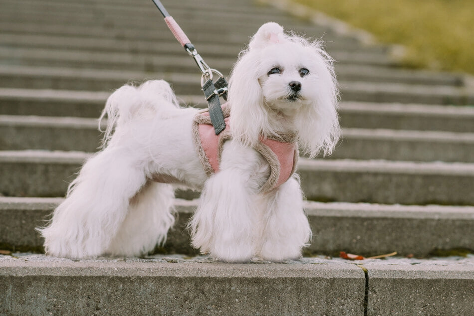 Bowl and Bone Yeti Rose Dog Harness