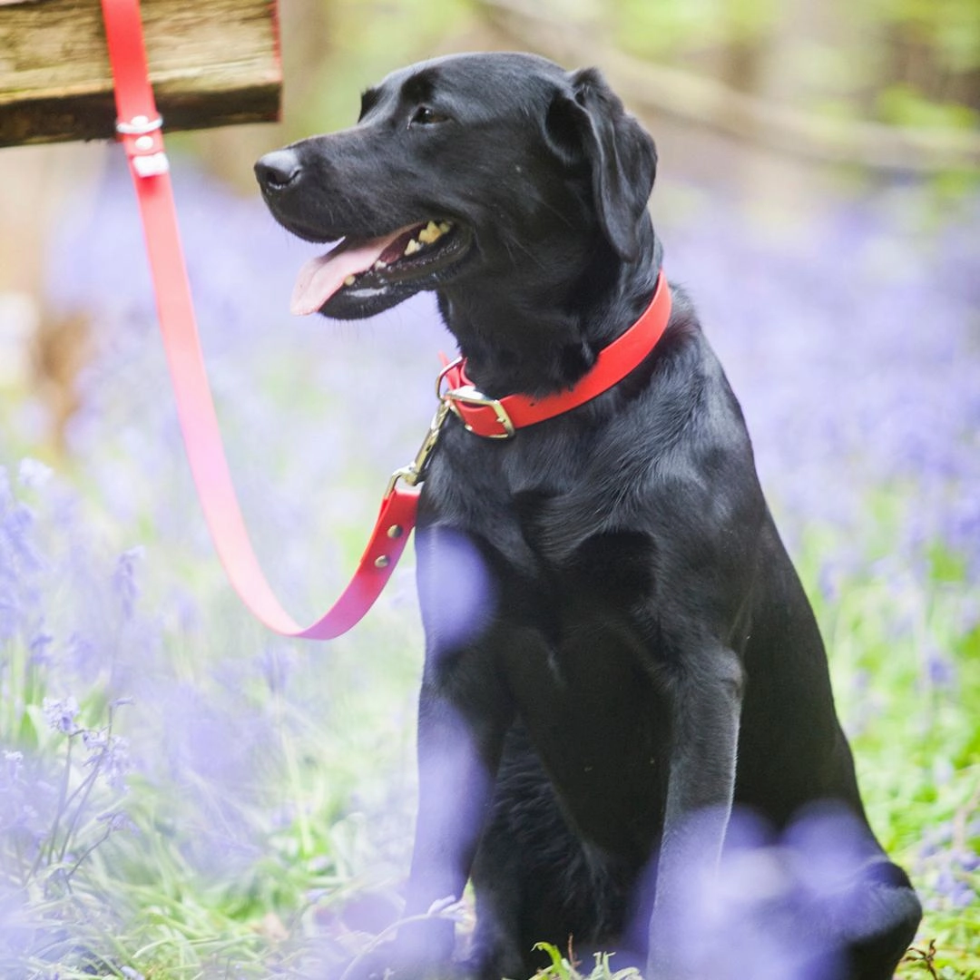 Bright Biothane Vegan Leather Dog Collars
