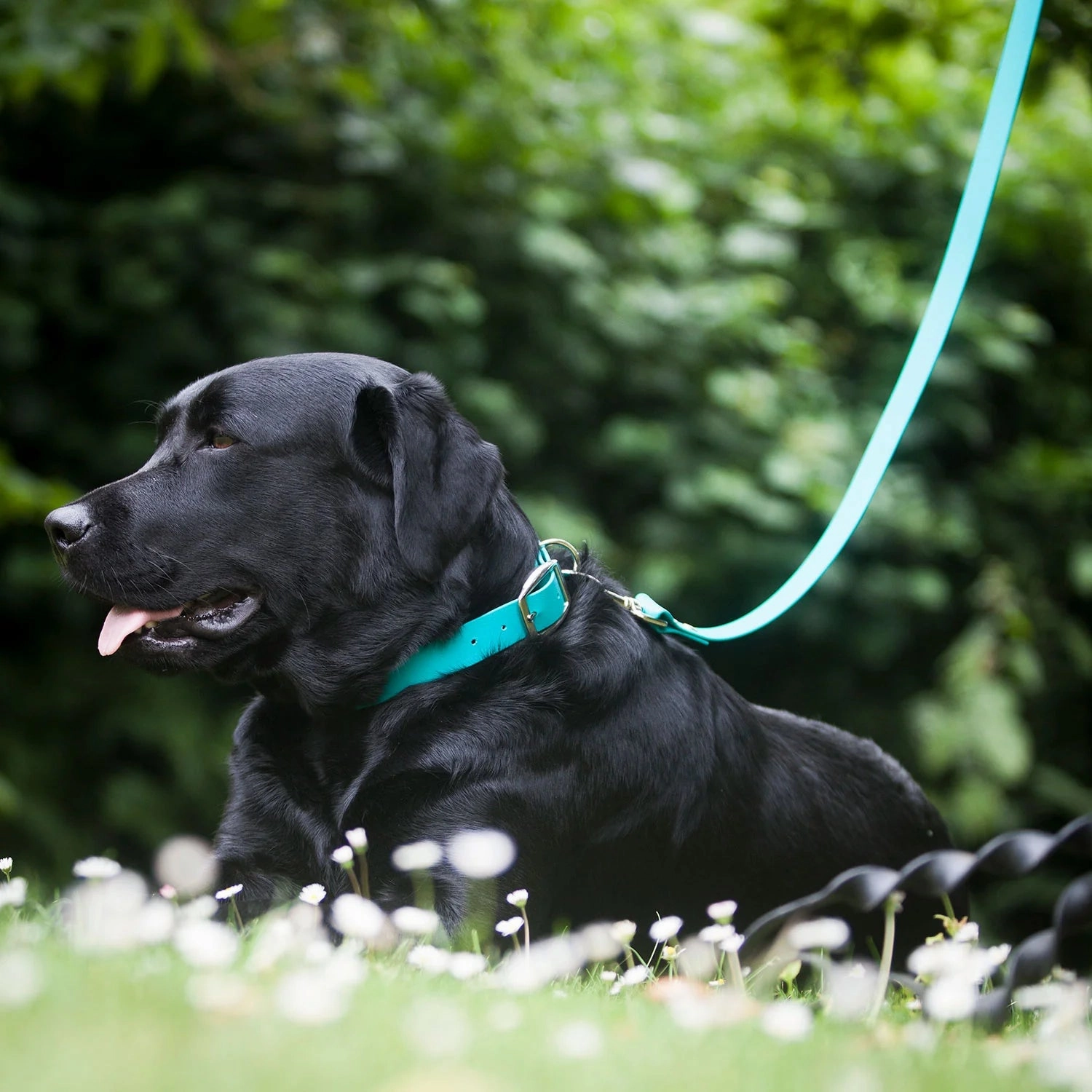 Bright Biothane Vegan Leather Dog Collars