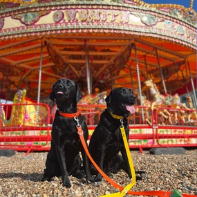 Bright Biothane Vegan Leather Dog Collars