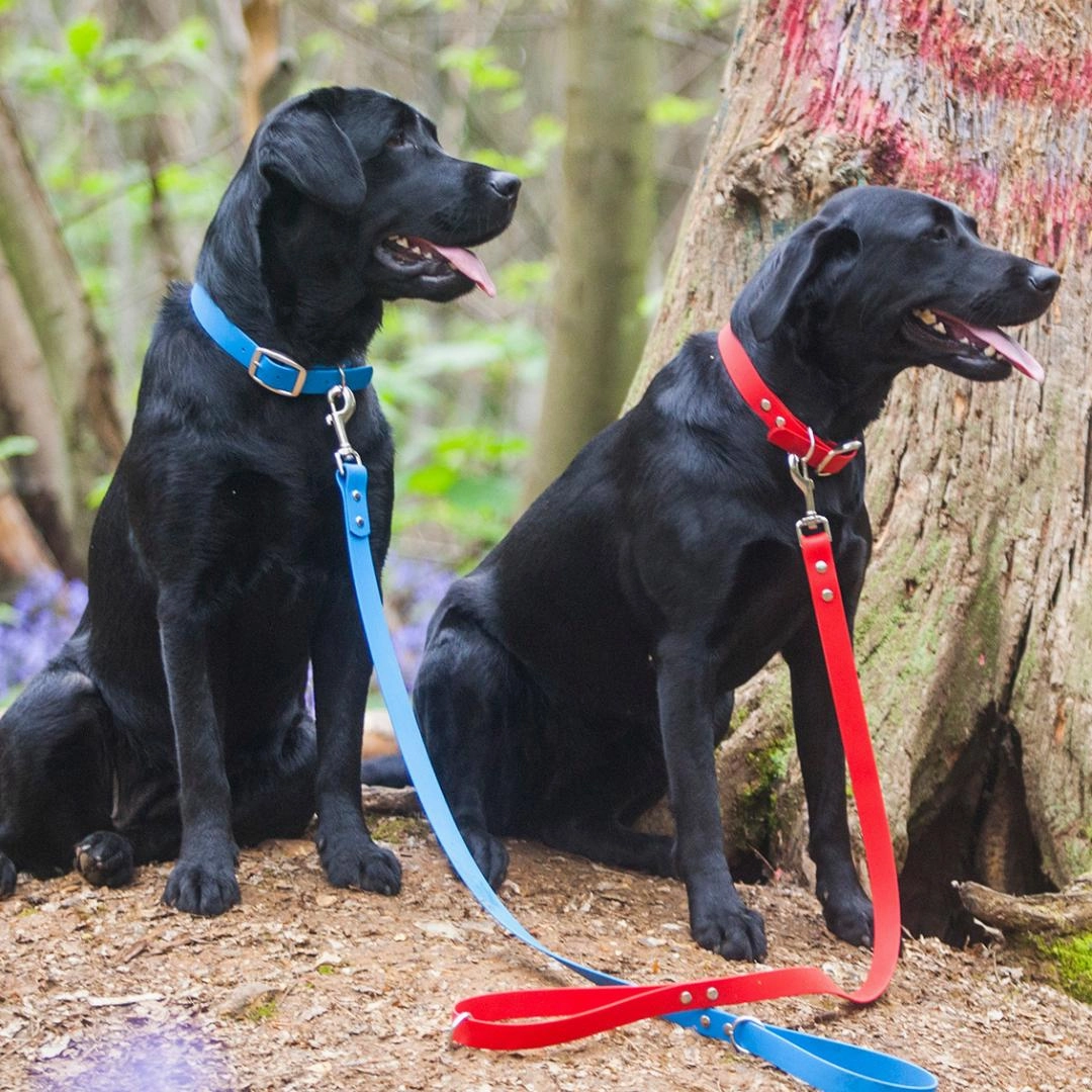 Bright Biothane Vegan Leather Waterproof Dog Leads
