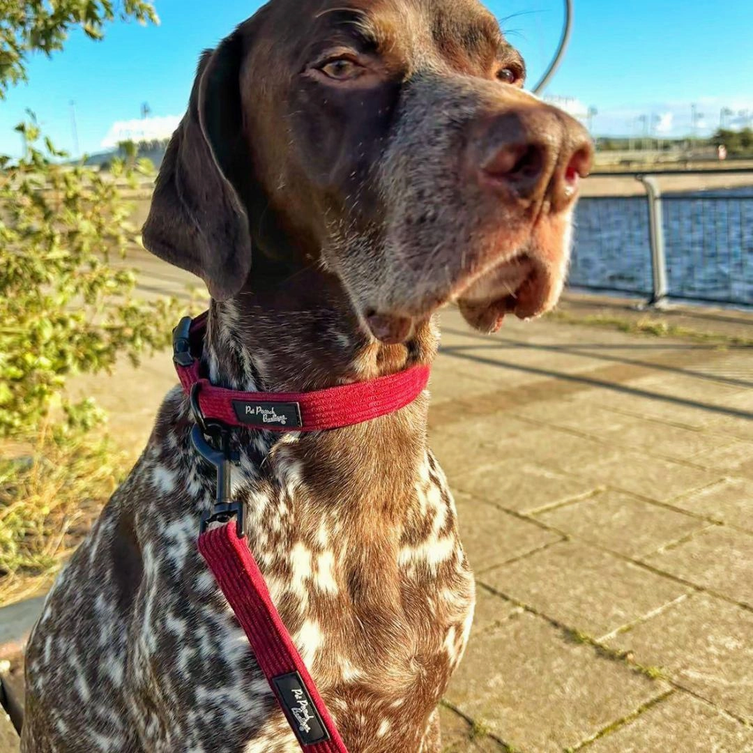 Burgundy Cord Dog Collar