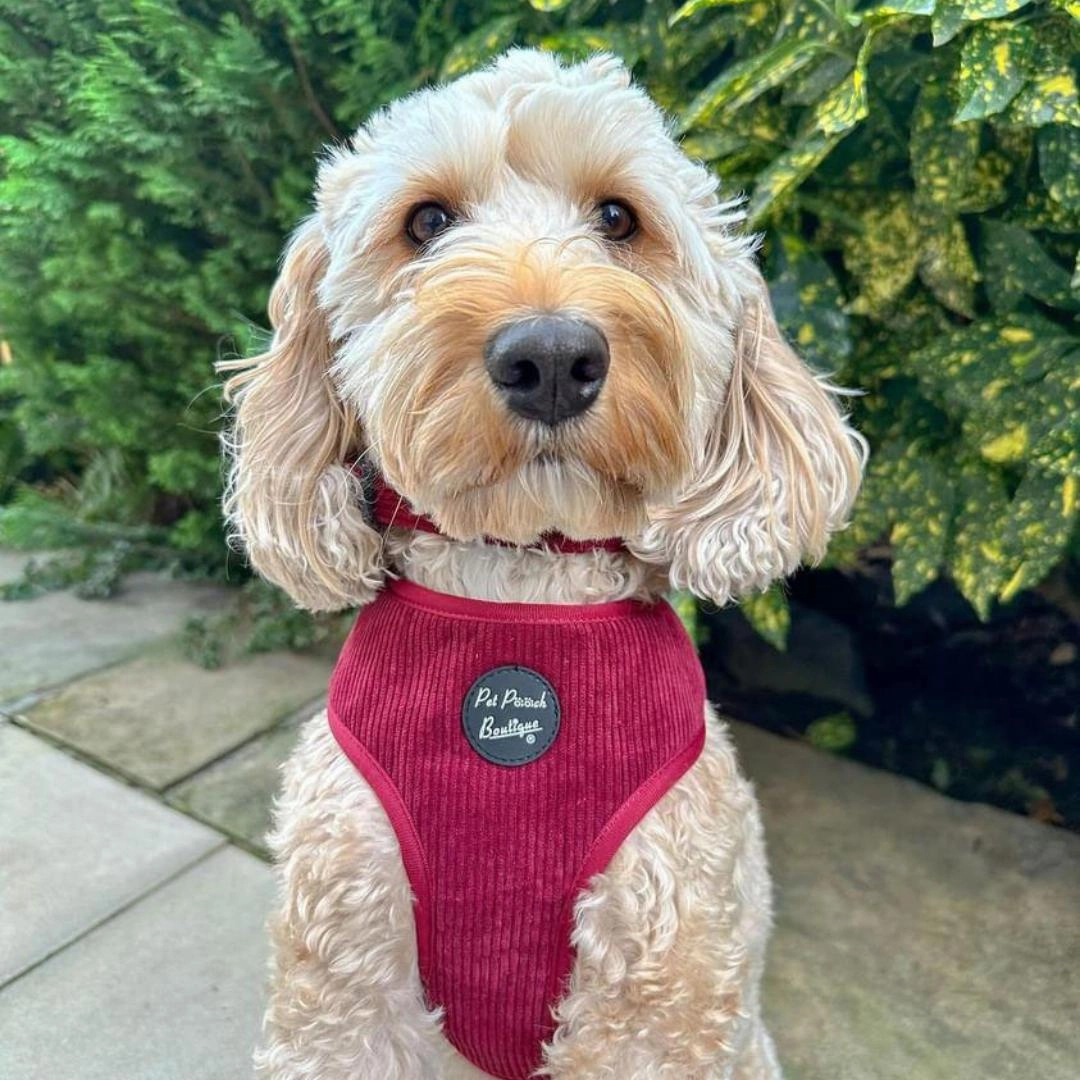 Burgundy Cord Dog Harness