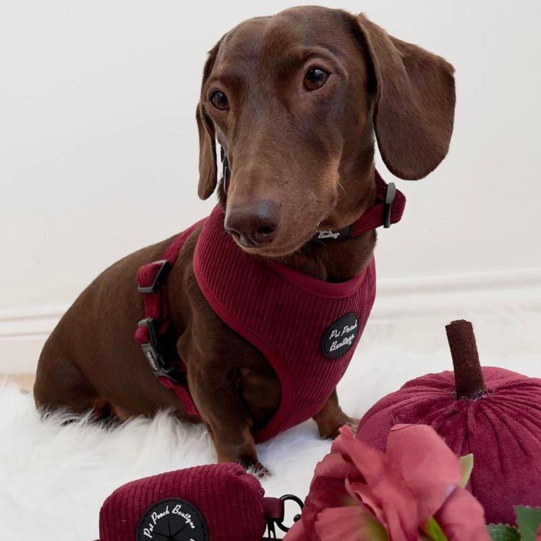 Burgundy Cord Dog Harness