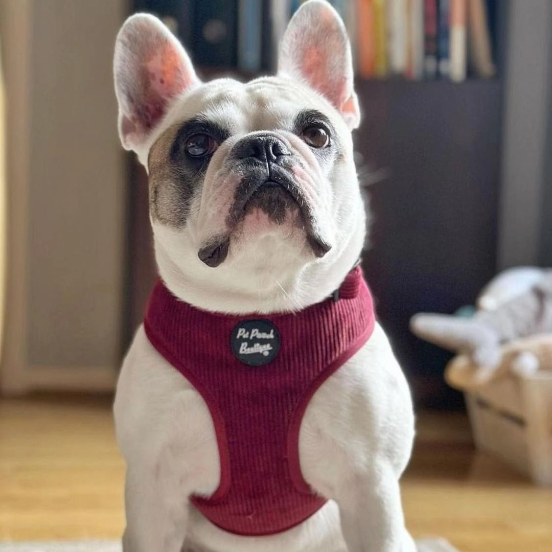 Burgundy Cord Dog Harness