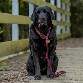 Burgundy Rope Dog Leads by Ruff And Tumble