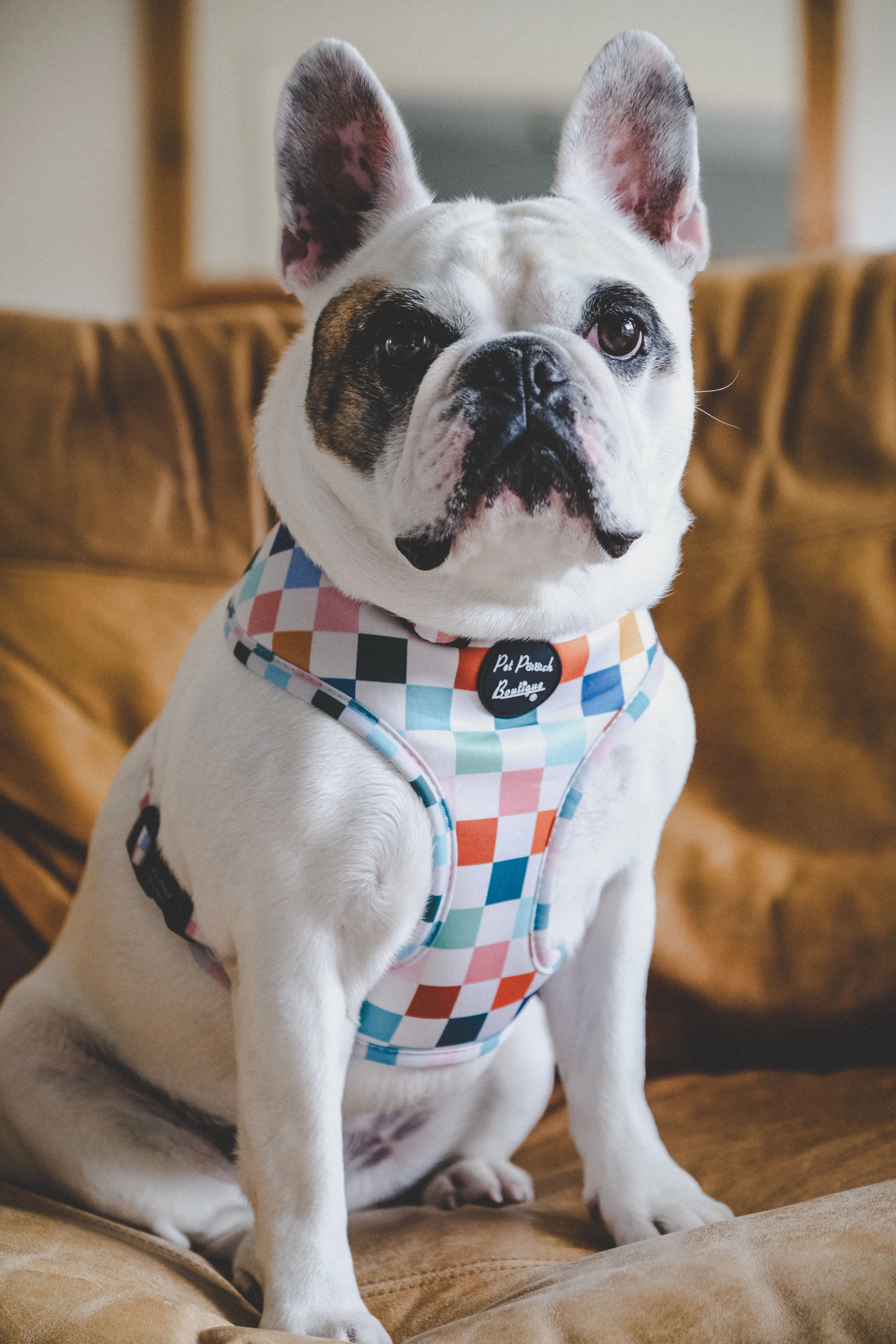 Chunky Check Dog Harness