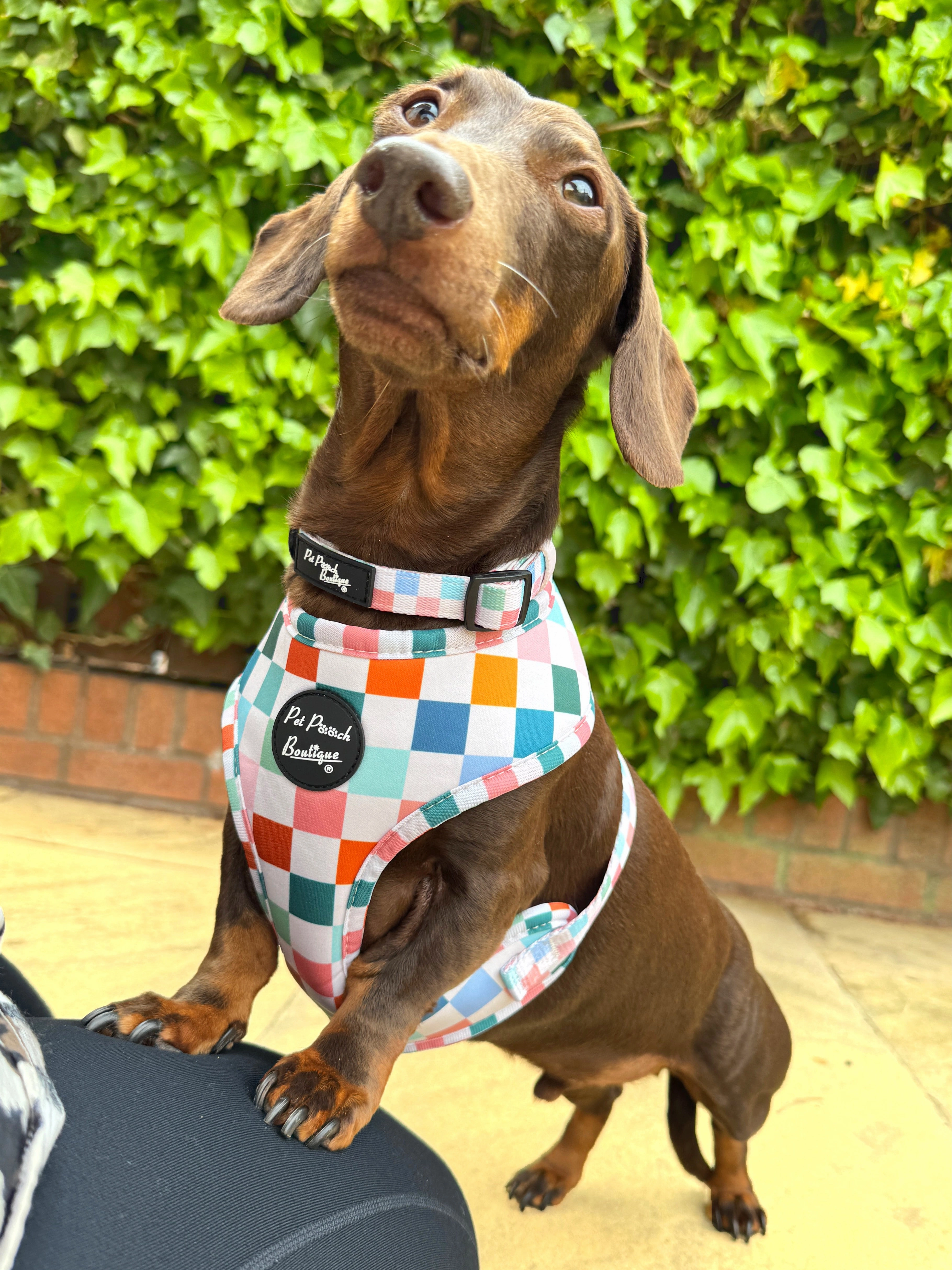 Chunky Check Dog Harness