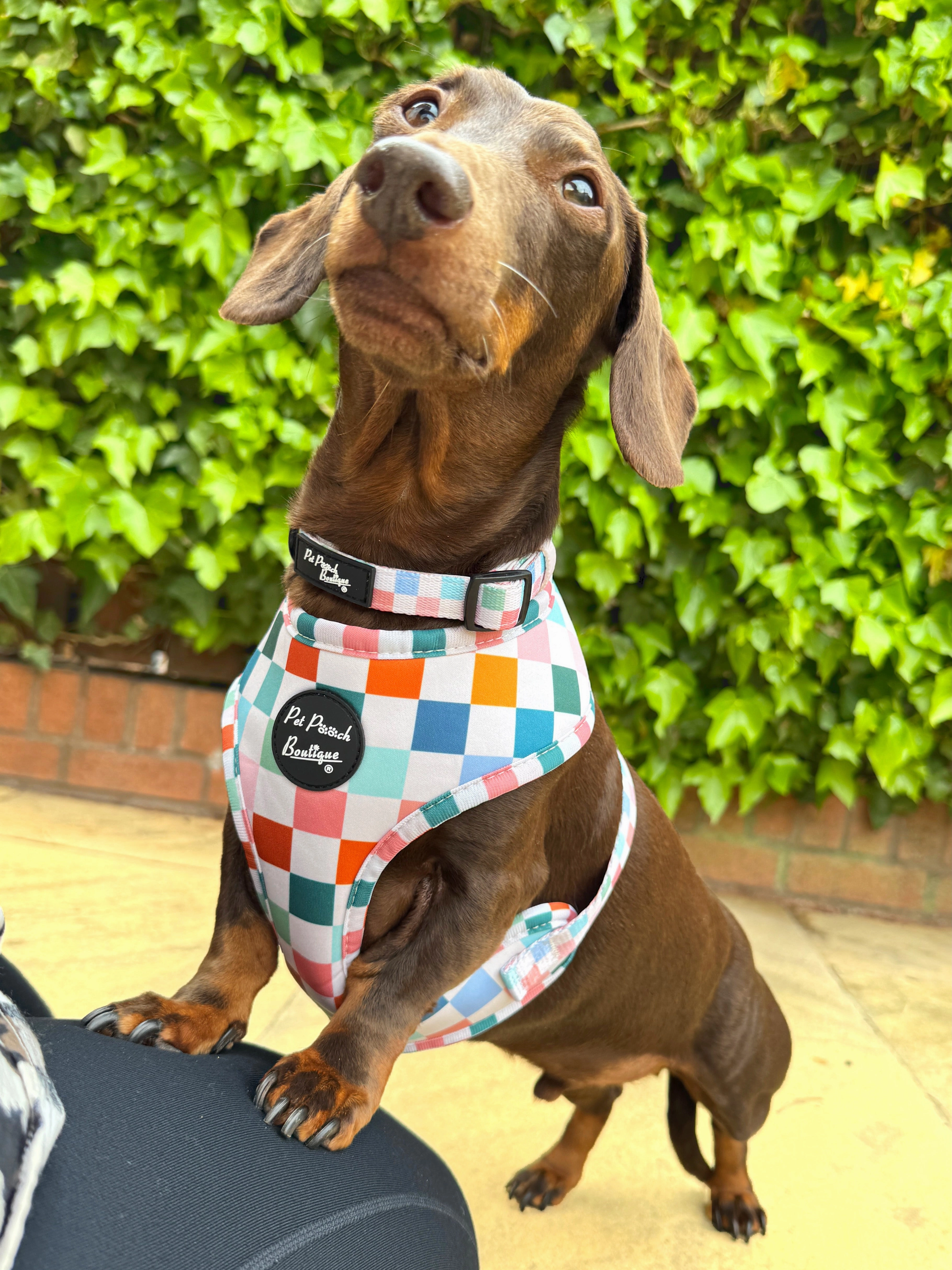 Chunky Check Dog Harness