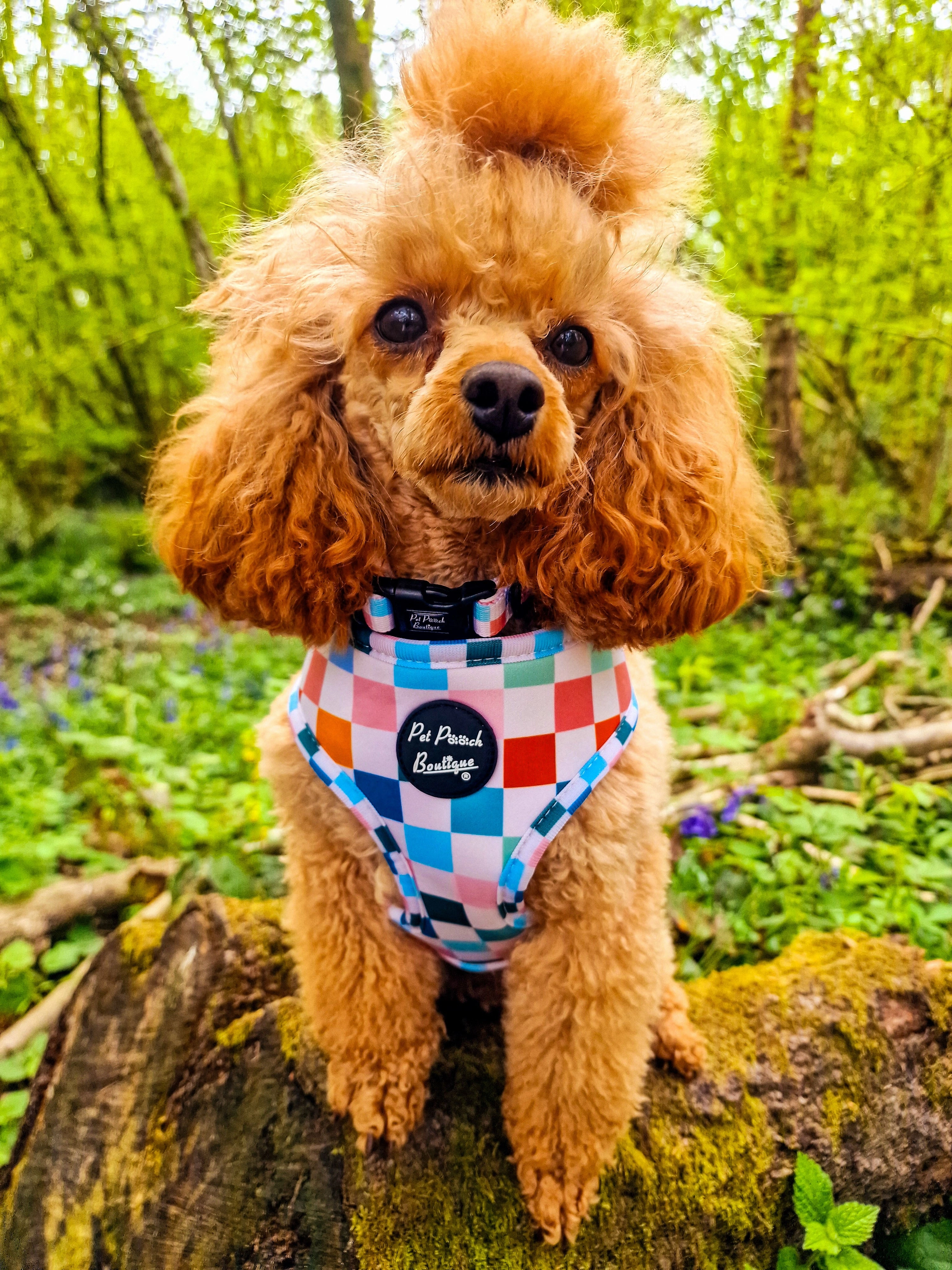 Chunky Check Dog Harness