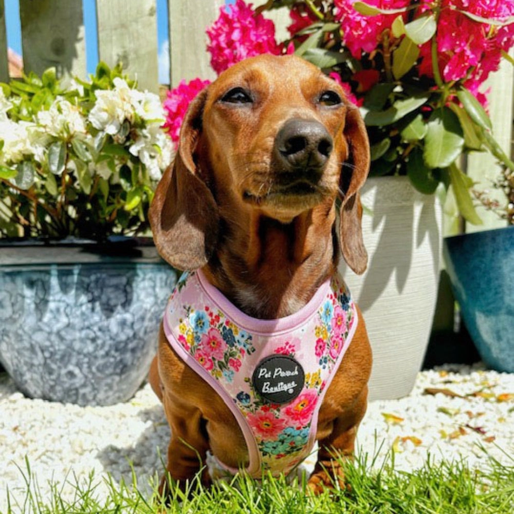 Cottage Floral Dog Harness