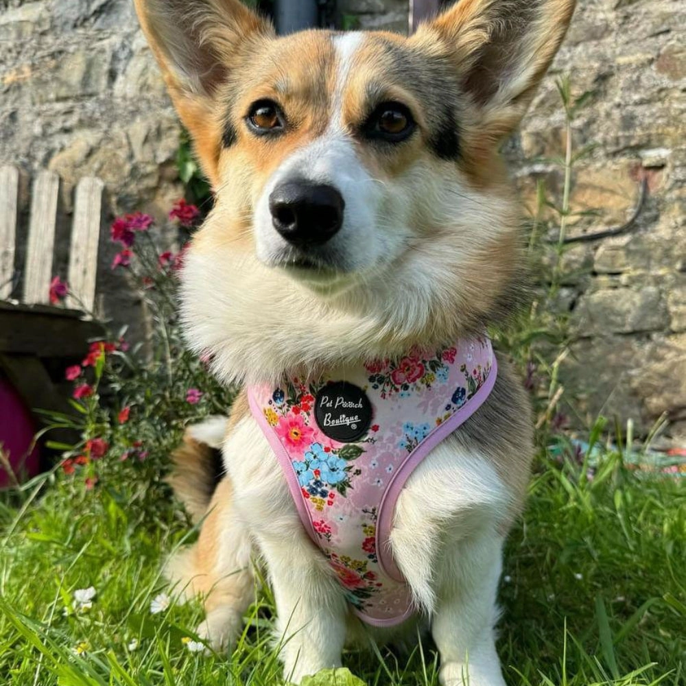 Cottage Floral Dog Harness