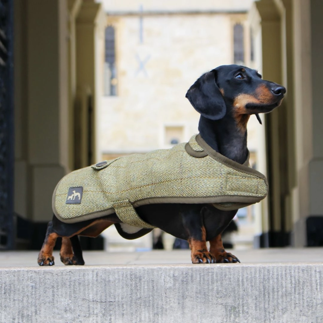 Country and Twee Green Tweed Water Resistant Dachshund Dog Coat