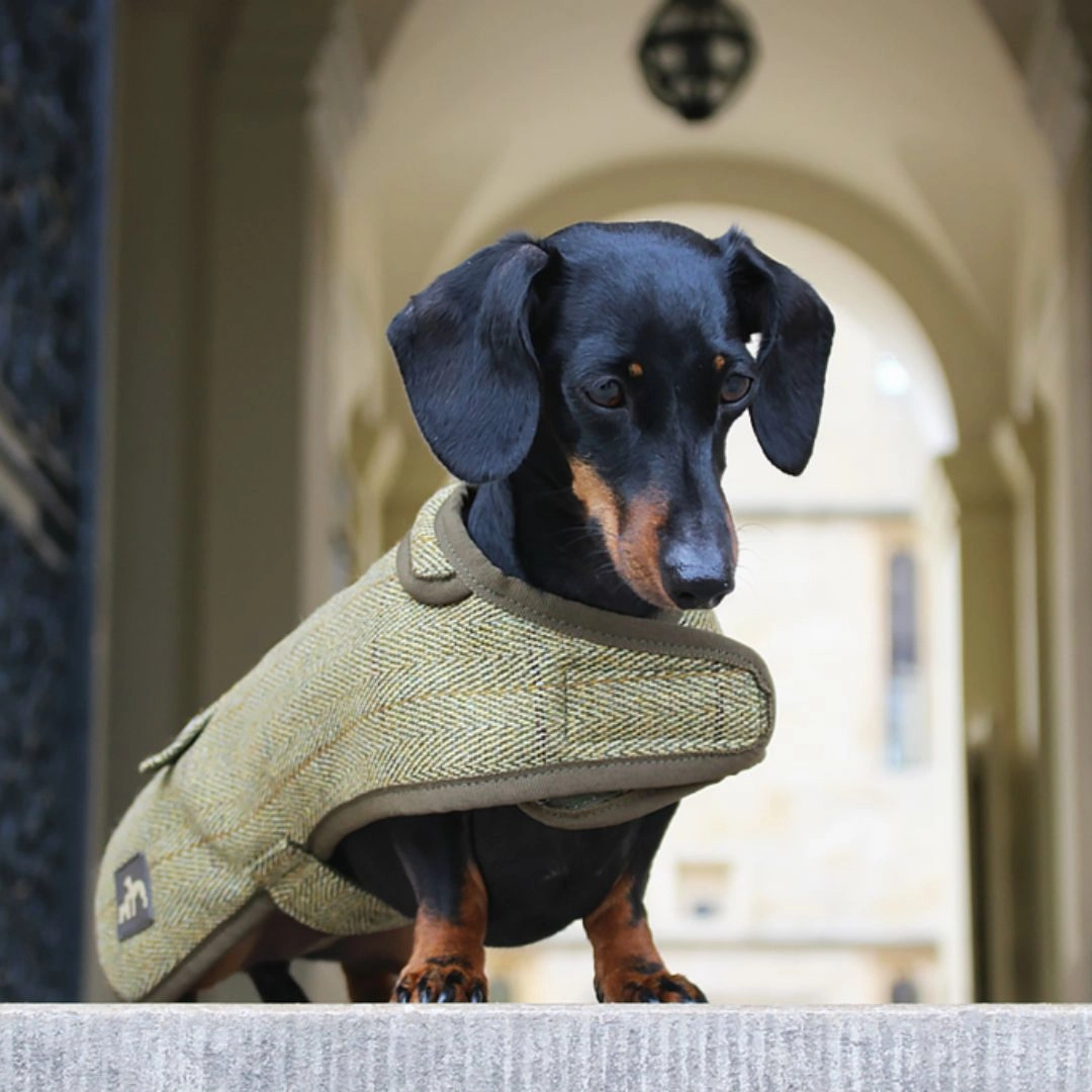 Country and Twee Green Tweed Water Resistant Dachshund Dog Coat