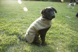 Country and Twee Green Tweed Water Resistant Dog Coat
