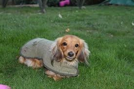 Country and Twee Green Tweed Water Resistant Dog Coat