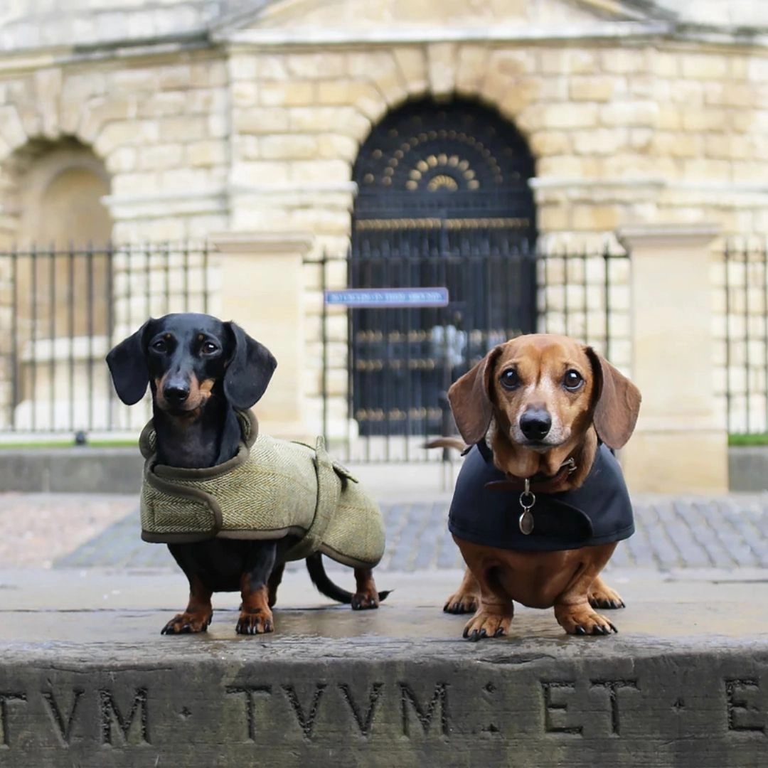 Country and Twee Waterproof Black Dachshund Dog Coat
