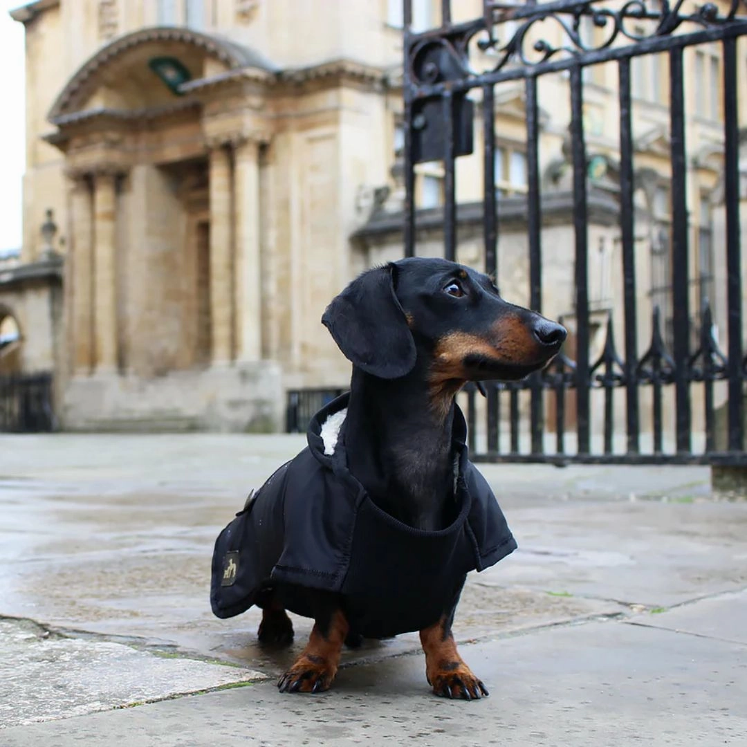 Country and Twee Waterproof Black Underbelly Dachshund Dog Coat