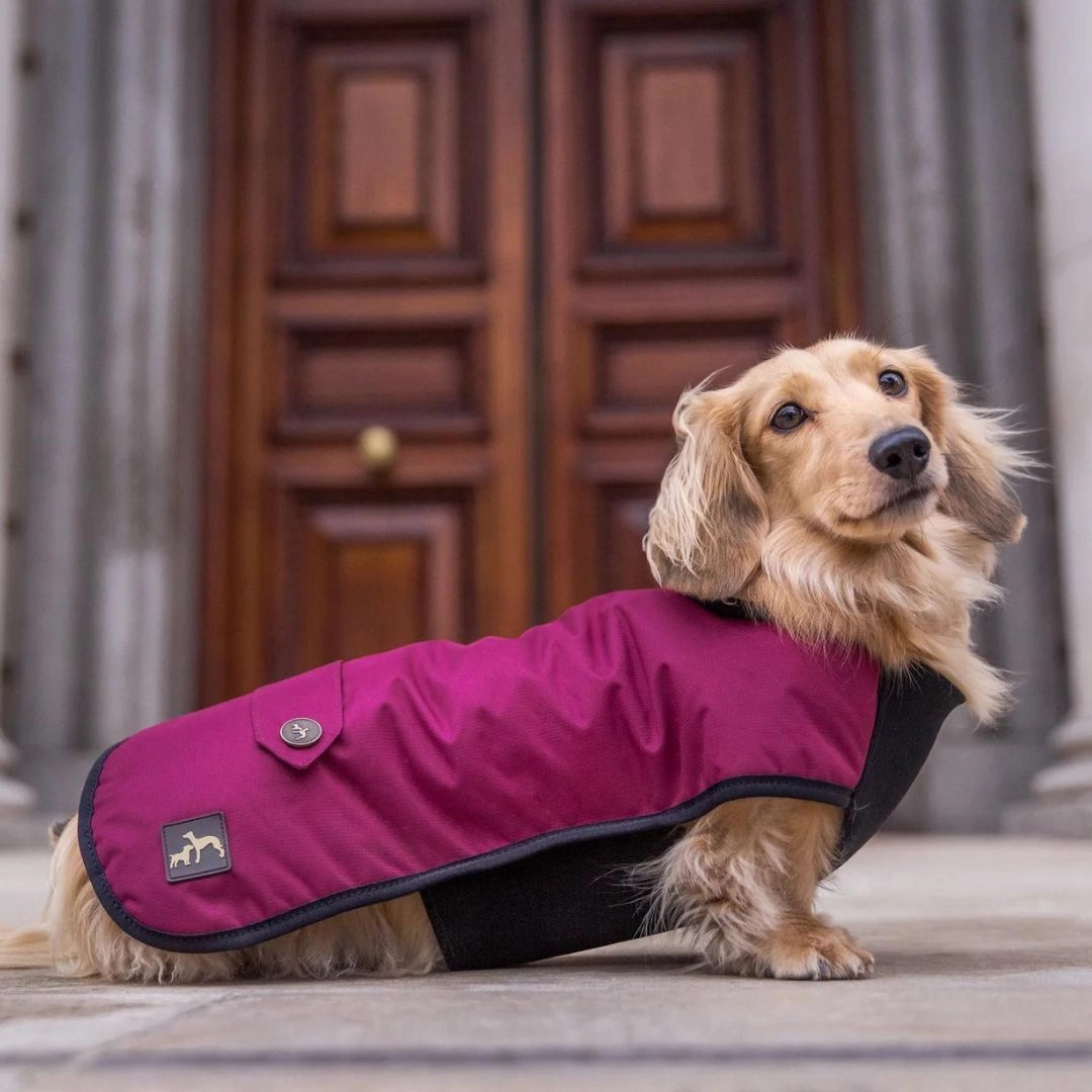 Country and Twee Waterproof Burgundy Underbelly Luxury Dog Coat