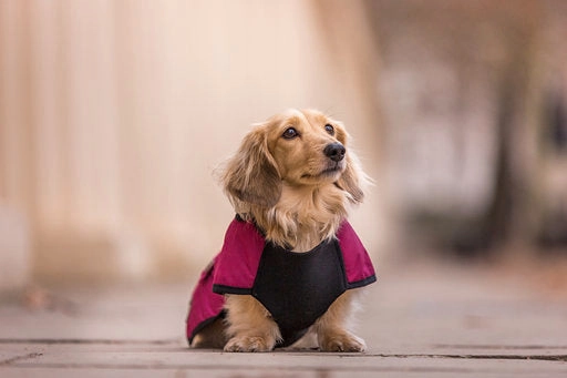 Country and Twee Waterproof Burgundy Underbelly Luxury Dog Coat