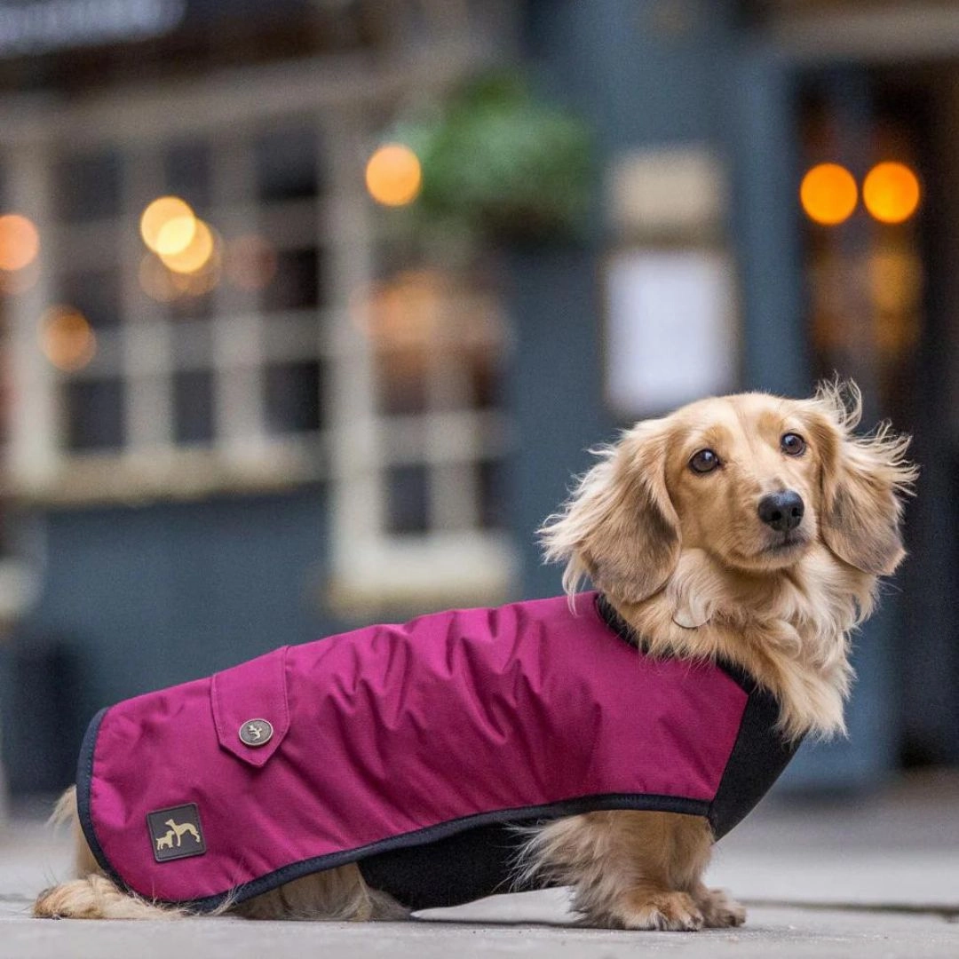 Country and Twee Waterproof Burgundy Underbelly Luxury Dog Coat