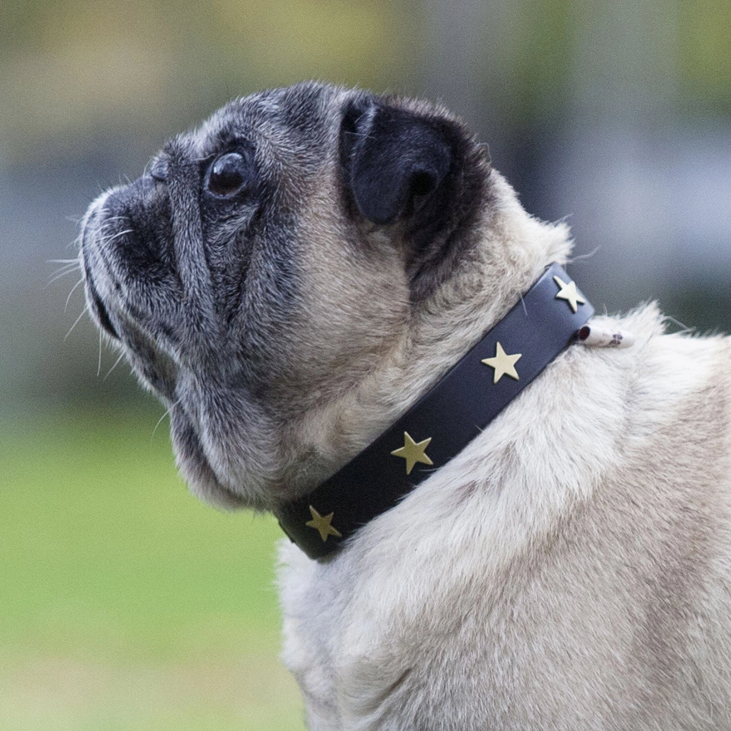 Creature Clothes Black Leather Dog Collar With Brass Studs