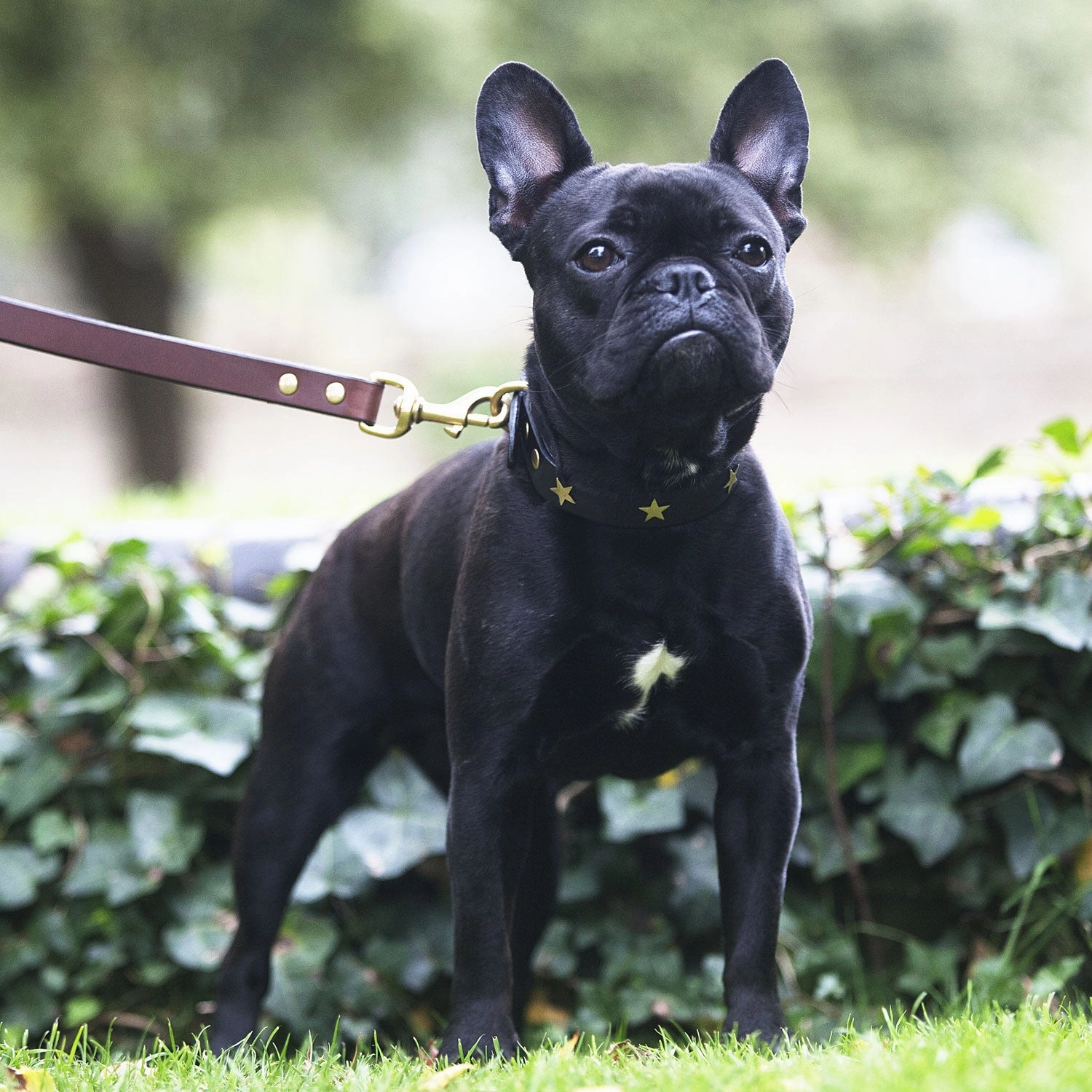Creature Clothes Black Leather Dog Collar With Brass Studs