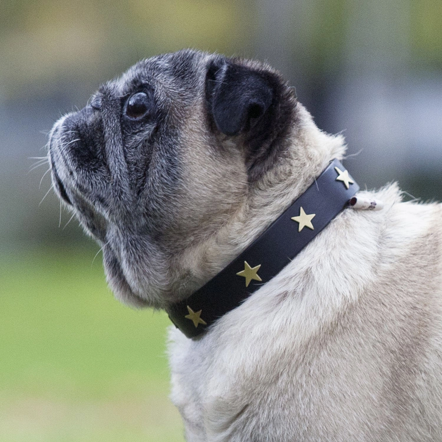 Creature Clothes Black Leather Dog Collar With Brass Studs