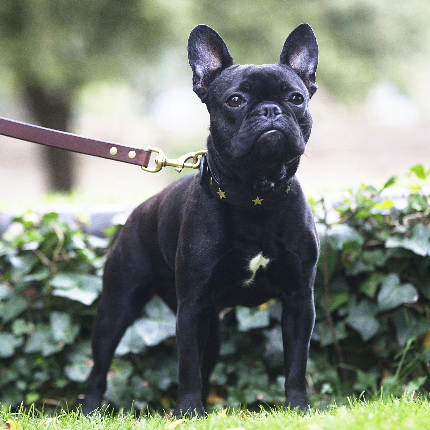 Creature Clothes Black Leather Dog Collar With Brass Studs