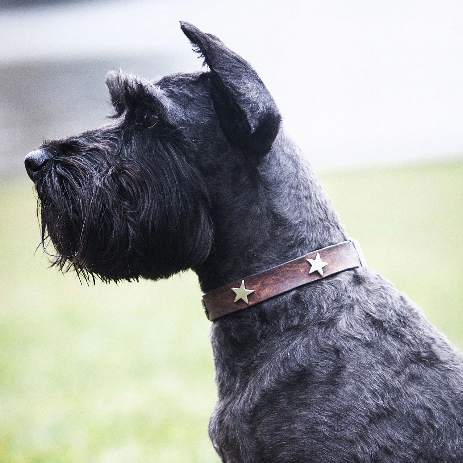 Creature Clothes Brown Leather Dog Collar With Silver Studs